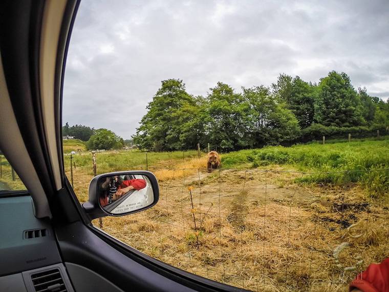 Olympic Game Farm bear