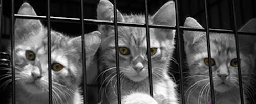 USDA kitten slaughter