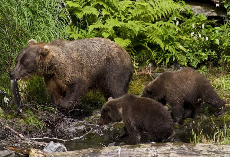 bear and cubs