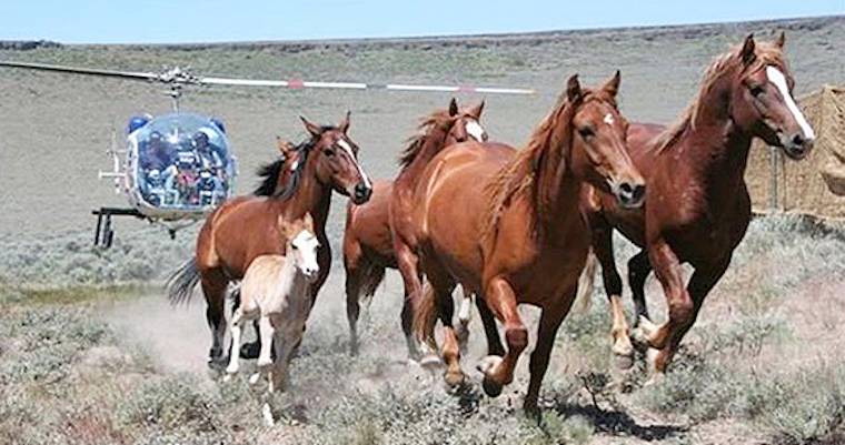 wild horse roundup