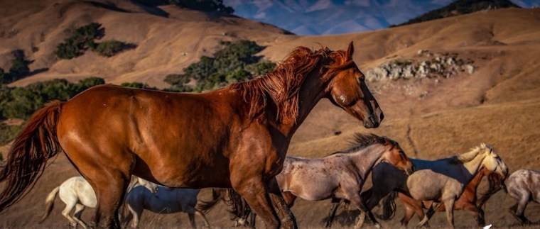 wild horses