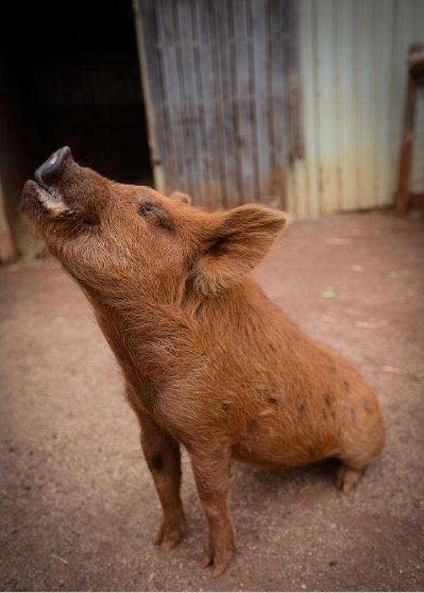 Rescued Piglet