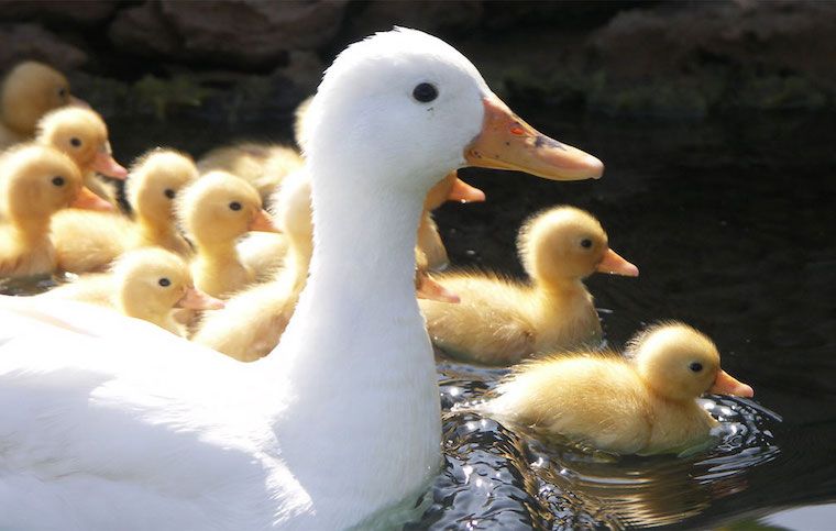 Duck and Ducklings