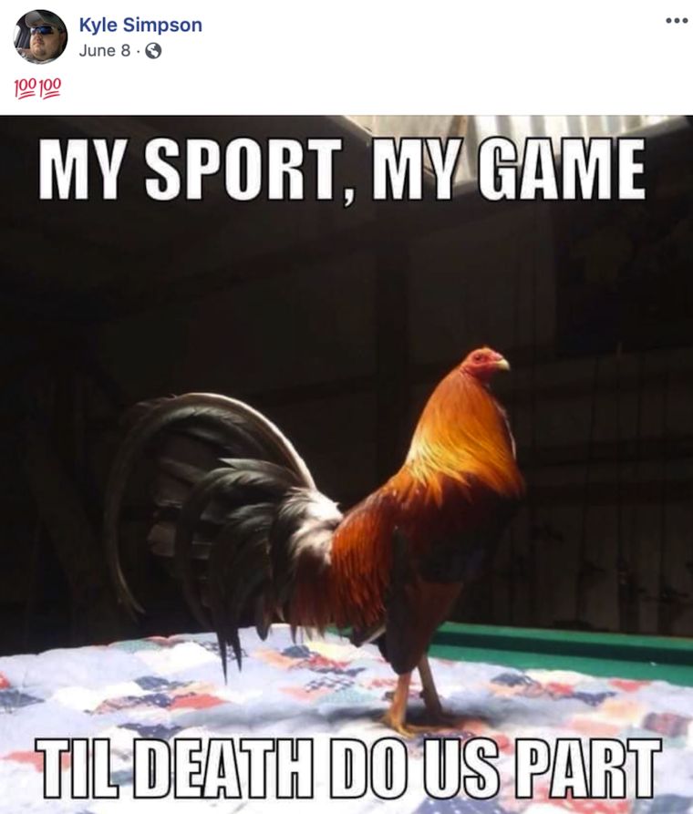 cockfighting