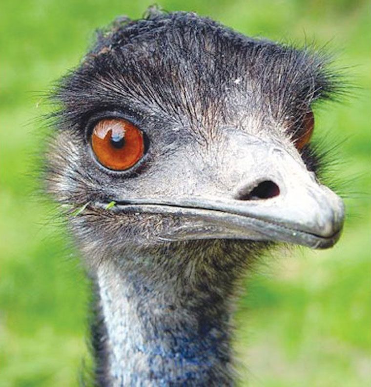 Emu face