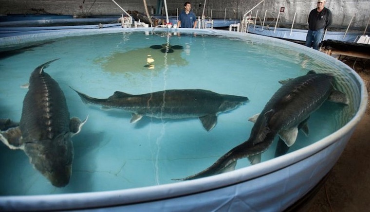 captive Sturgeon