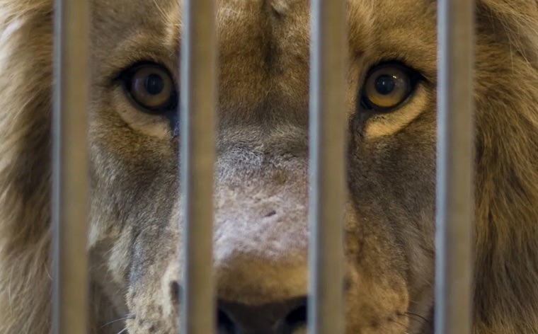 caged Lion