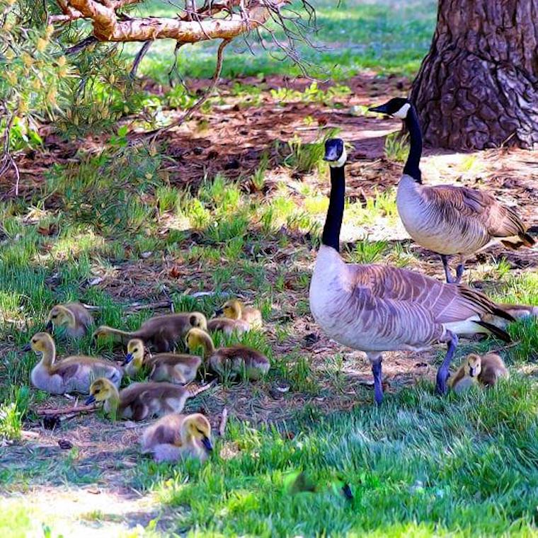 Geese family