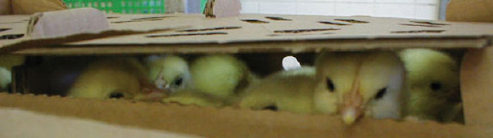 mailed Chicks