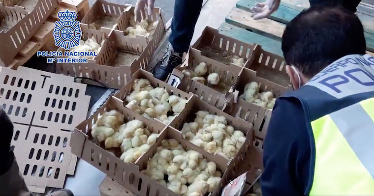 dead Chicks
