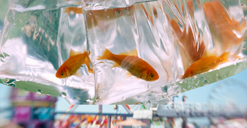goldfish in bags and carnival