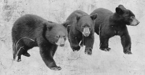 three young black bears and concrete