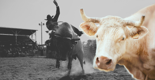 bull and bull riding