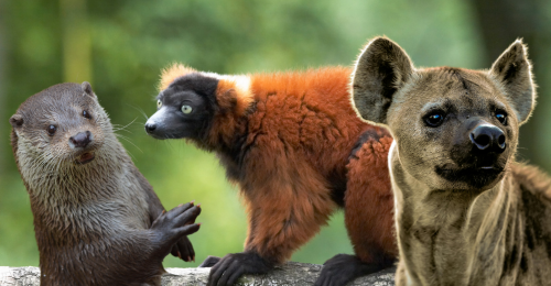 otter, lemur, and hyena