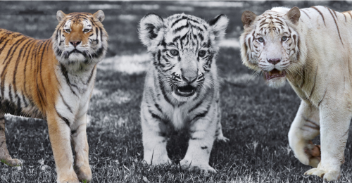 tigers