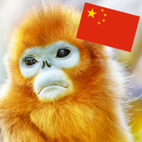 golden snub-nosed monkey and China's flag