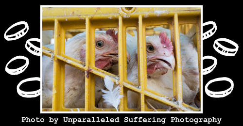 chickens in grate