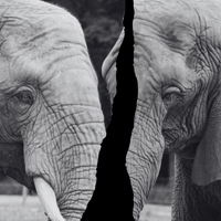 elephants