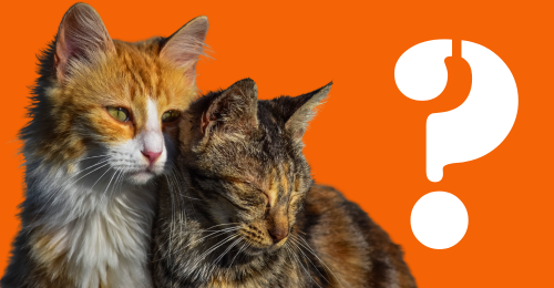 cats and question mark