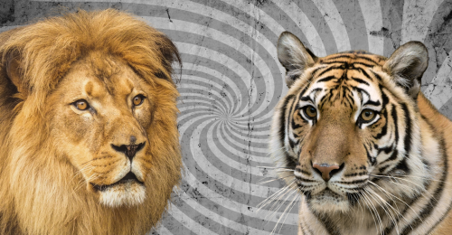 lion and tiger