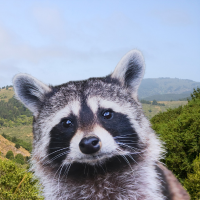 image of Marin County and raccoon