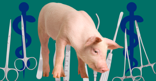pig and surgical tools