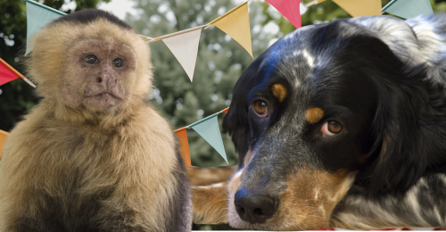 monkey, dog, triangle flags