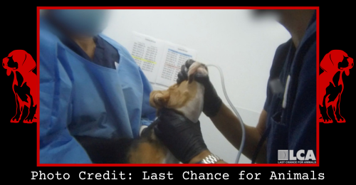 beagle undergoing experimentation