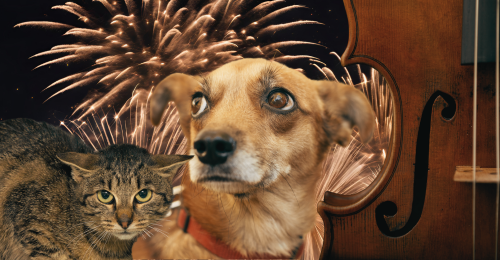 cat, dog, viola, and fireworks
