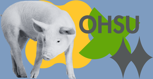 pig, shapes, OHSU
