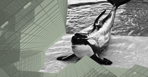 orca and buildings