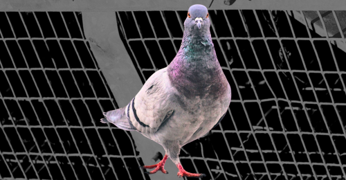 pigeon and trap