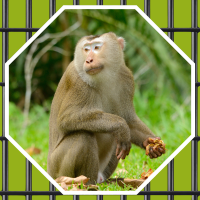 pig-tailed macaque