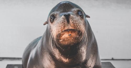 sea lion