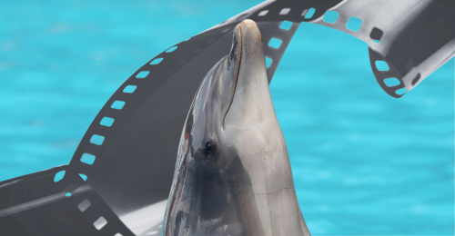 dolphin and film