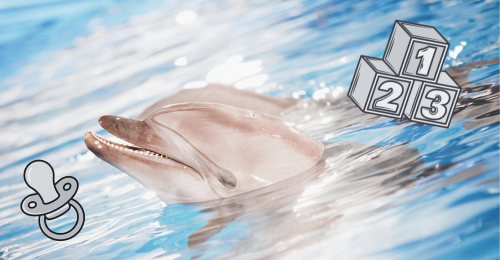 dolphins, blocks, and pacifiers