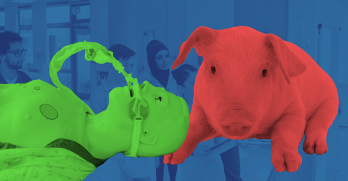 medical training dummy and pig