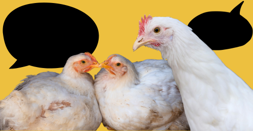 chickens and speech bubbles