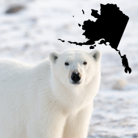 polar bear and Alaska