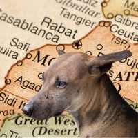 image dog and map with Morocco