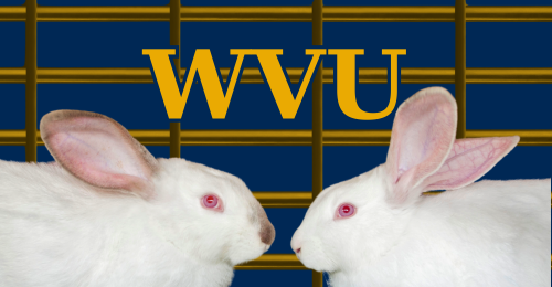 rabbits, bars, WVU