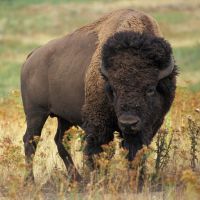 bison