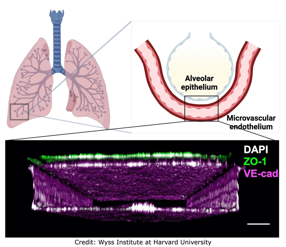 Lung Alveolus chip