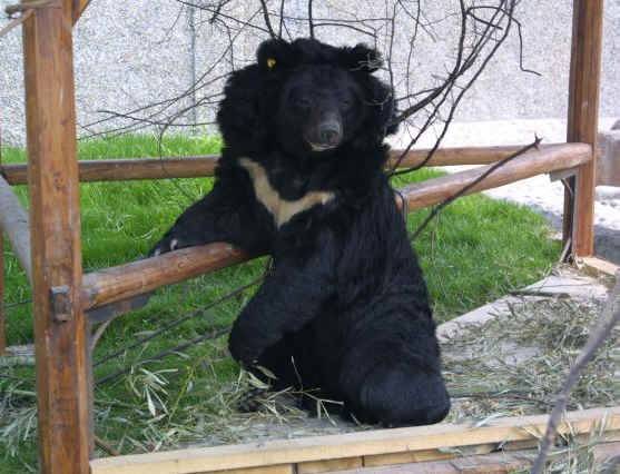 Bears In China