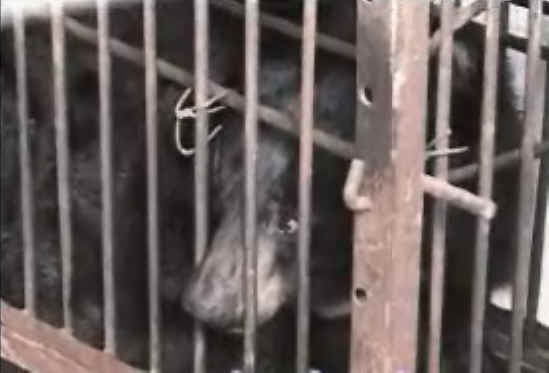 Bear Bile Farming - 03