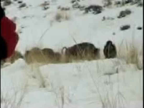 Bison (American Buffalo) - Hunting - 038