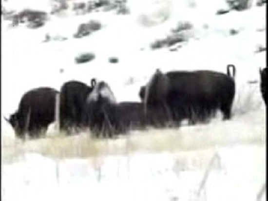 Bison (American Buffalo) - Hunting - 044