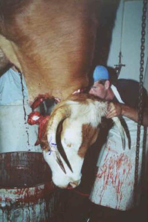 Cattle Exploitation - Beef - 05