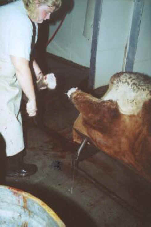 Cattle Exploitation - Beef - 07