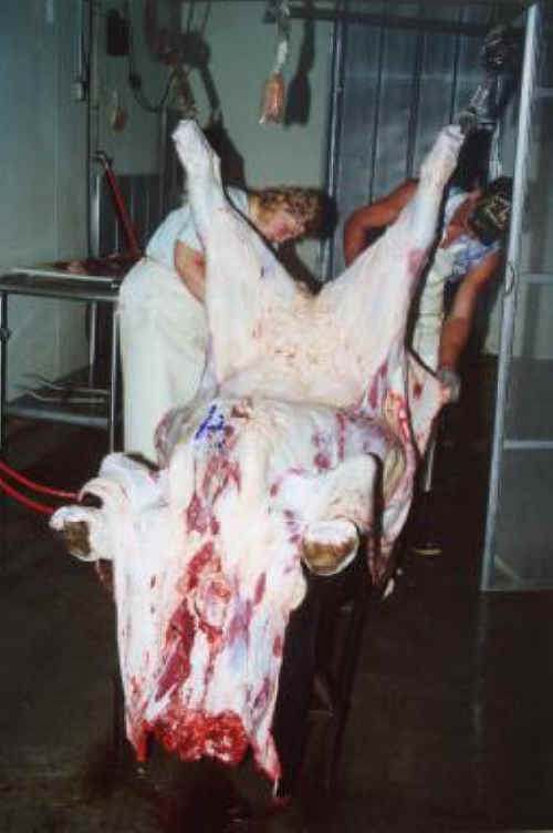 Cattle Exploitation - Beef - 08
